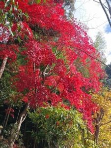 【大阪】紅葉の名所／兵庫県丹波市